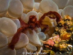 The funny looking Orangutan Crab! by Behnaz Afsahi 